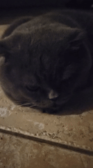 Gray cat receives gentle pets on tiled floor