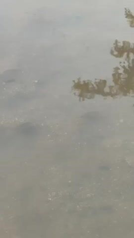 The video shows the surface of a body of water. The water is murky and reflects the image of a tree. There appear to be pebbles or small rocks on the bottom. A few small fish are visible. Someone speaks in the background. They say "big big fishes", "they're big", and "it's quite a product of fisheries".