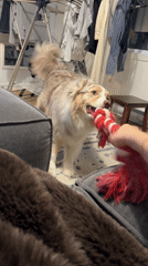 Dog plays tug-of-war in Laval living room