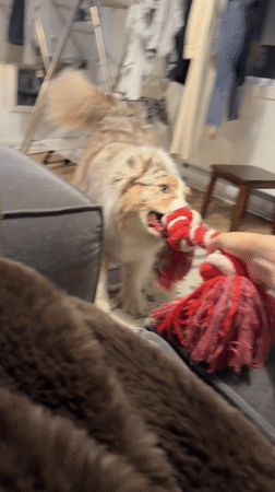 Dog plays tug-of-war in Laval living room