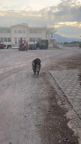 A large, fluffy dog stands in the middle of a dirt and gravel driveway. The dog is looking towards the camera with its mouth open, appearing to be barking. Behind the dog, a light-colored, multi-story building can be seen, along with several vehicles, including two red forklifts, a dark car, and a blue truck. The sky above is cloudy. The dog is positioned in the center of the frame, taking up a significant portion of the image. The foreground shows a paved area to the right of the dirt driveway.