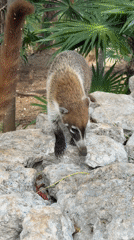 Resort life scenes captured in Playa del Carmen Mexico