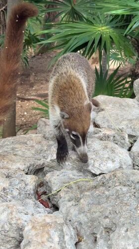 Resort life scenes captured in Playa del Carmen Mexico