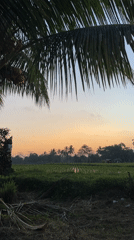Twilight rice paddy scene captured in Marga, Indonesia