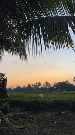 Twilight rice paddy scene captured in Marga, Indonesia