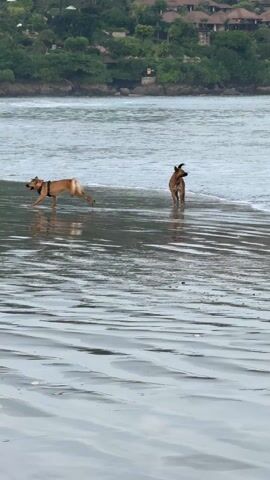 A brown dog is standing at the edge of the water at a beach, looking out towards the ocean. The beach has wet sand with wave patterns. In the distance, there's a landmass covered in trees and some buildings.