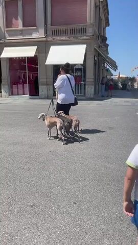A woman walks three dogs on leashes down a paved street. To her right, a store has a pink display window and white awnings. Across the street, a child walks away from the camera, wearing a hat, white shirt, and blue shorts. Further down the street, two people ride bicycles. To the right of them, there are palm trees and a clear blue sky. The street appears to be in a coastal town.