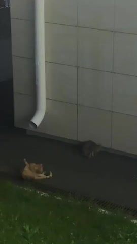 The video shows two cats near a building. The cat on the left is orange and lying on its side, facing away from the camera. The cat on the right is gray and appears to be lying down or sitting, facing towards the building. A white downspout runs vertically down the side of the building behind the cats. The ground is dark and there is green grass in the foreground.