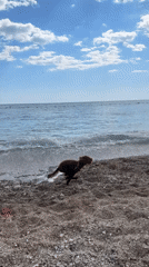 Dogs play on sunny pebble beach in Montenegro
