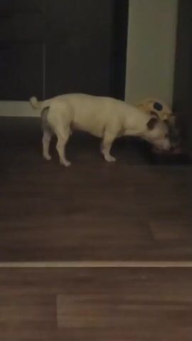 A small, light-colored dog with its tail tucked is sniffing at a black bowl on a wooden floor. Behind the dog and bowl, there is a yellow toy with black circular patterns and a dark wall. The background shows a kitchen area with dark cabinets and countertops.