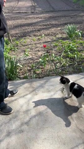 A person stands near the edge of a concrete patio that overlooks a newly plowed garden. They are wearing dark blue jeans and black and gray shoes. A black and white cat with a long tail looks up at the person. The cat sits down and looks at the person’s leg. Behind the patio is a plowed garden and some vegetation including a few tulips in bloom. In the distance are some houses and a chain link fence.
