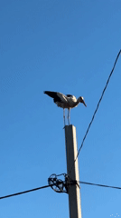 Storks on poles, ripe cherries, and summer wildflowers