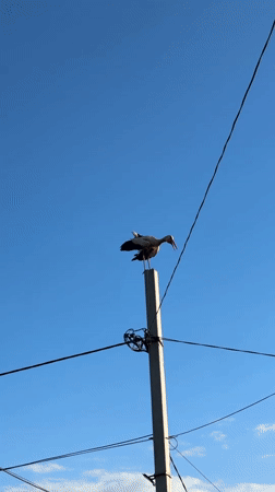 Storks on poles, ripe cherries, and summer wildflowers