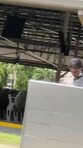 The video shows a covered outdoor area with rows of black chairs. People are sitting in some of the chairs. There are speakers hanging from the ceiling and a small green plant on the lawn in front of the seating area. The camera pans across the scene, showing more of the seating and the surrounding green lawn and trees. The video appears to be taken from a moving vehicle.
