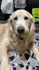 Golden Retriever in glasses photographed playing indoors in Tbilisi