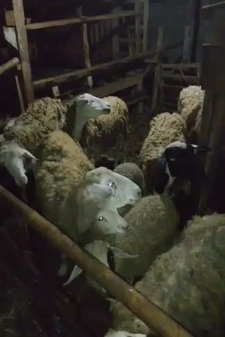 A group of sheep are in a wooden pen. The sheep are mostly white and brown, with some black markings. The pen appears to be made of rough wooden planks and posts. The lighting is dim, suggesting it may be nighttime or indoors. The sheep are crowded together, with some looking towards the camera. The overall environment appears to be a farm or stable.