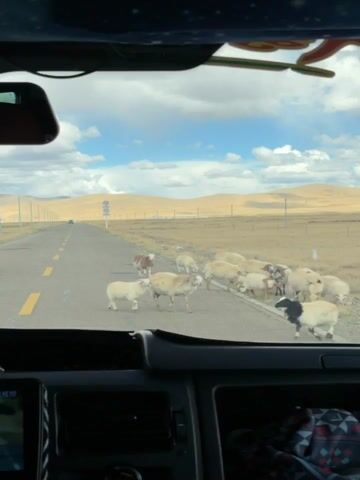 The video captures a view from inside a car, looking out through the windshield at a rural road. A large flock of sheep and some goats are gathered on and crossing the asphalt, blocking the vehicle's path. The road is a two-lane highway with yellow double lines, stretching into a vast, dry, grassy plain. Fences and utility poles line the side of the road, and distant hills rise under a partly cloudy blue sky. A few other vehicles are faintly visible far down the road. The car's dashboard, rearview mirror, and part of the interior are visible in the foreground. The scene takes place during the daytime in what appears to be a remote, open landscape, consistent with the provided location of Labrang township, China.