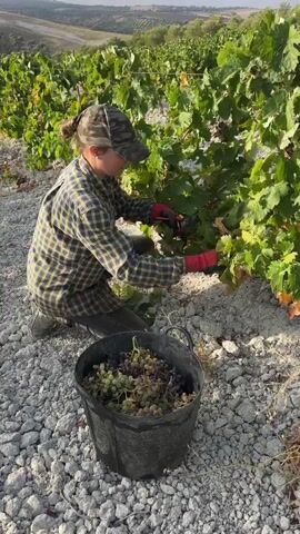 A person wearing a camouflage baseball cap, a plaid shirt, and red gloves is kneeling in a vineyard. They are using pruning shears to cut grapes from a vine. A black bucket filled with harvested grapes sits in front of them. The ground is covered in light-colored gravel. In the background, rows of grapevines stretch up a gentle slope towards hills and a few scattered trees. The lighting suggests it is either early morning or late afternoon.
