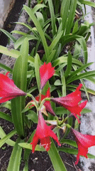 Tropical garden and waterway details in Kaligondo, Indonesia