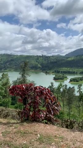 The video shows a panoramic view of a serene lake surrounded by lush green hills under a partly cloudy sky. In the foreground, a patch of reddish-brown soil is visible, with some dry branches and sparse green vegetation. A vibrant bush with large, dark red leaves stands prominently in the left foreground. Beyond this, a wide expanse of calm, greenish-blue water stretches across the frame. Several small, tree-covered islands dot the lake. The background is dominated by rolling hills covered in dense vegetation, with some hints of human settlements or tea plantations visible on the slopes. The sky is a mix of bright blue and fluffy white clouds, casting varying light on the landscape. The overall scene evokes a sense of natural beauty and tranquility.
