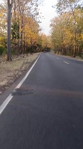 The video shows a first-person perspective of a vehicle traveling down a paved road lined with trees. The trees have yellow and green leaves, suggesting it is autumn. The road has a white line on the left edge and a double yellow line in the center. There is a red vehicle in the distance ahead. The sky is bright, indicating daytime.