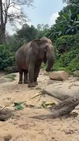 The video shows an elephant standing on a sandy patch of ground surrounded by vegetation and rocks. The elephant is eating a leafy branch, using its trunk to maneuver the food into its mouth. The backdrop includes a dense, green tropical forest under a bright, overcast sky. A figure in a red shirt can be seen in the background, slightly obscured by the greenery.