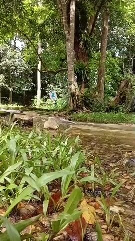 The video shows a view from a low angle of a shallow stream flowing over rocks and submerged leaves. Green grass and other foliage are in the foreground, growing out of the stream bank and partially submerged in the water. Behind the stream, tall trees with dense green foliage form a canopy overhead, creating a dappled light effect. A light-colored sign with blue markings is visible on the bank of the stream, partially obscured by foliage. The water appears clear and is flowing gently. The overall impression is of a natural, serene environment.