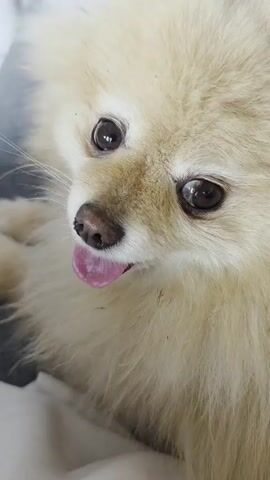 The video is a close-up, eye-level shot of a cream-colored Pomeranian dog. The dog's mouth is slightly open, with its pink tongue visible. The dog's fur is fluffy and light brown. The background is blurred and appears to be indoors, possibly a bed or couch with white and gray fabric. The lighting is soft.