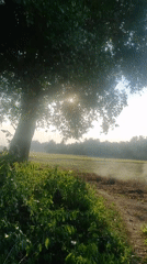 Morning nature observations documented in Lhokseumawe, Indonesia