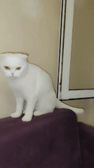 Woman and Scottish Fold cat share quiet evening moments