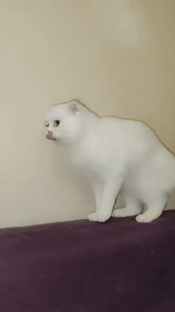 Woman and Scottish Fold cat share quiet evening moments