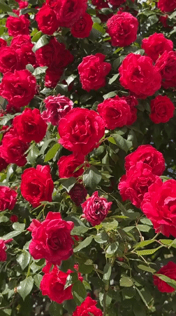 Spring afternoon moments captured in Plovdiv: roses, cat, ants