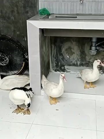 A black and yellow bicycle is leaning against a dark gray wall. A white duck is lying down on the floor near the bicycle. A black and white duck is standing and pecking at the floor in front of the bicycle. A white duck is standing to the right of the bicycle. Another white duck is standing to the right of the first white duck. The floor is tiled with white tiles. There is a white countertop with a sink to the right of the scene.