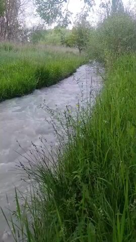 This video showcases a narrow, fast-flowing stream winding through a lush green landscape. The water appears milky or cloudy, suggesting it may be carrying sediment. The banks of the stream are densely covered with tall, vibrant green grass and various wildflowers, some with yellow and white blooms.

In the background, more greenery is visible, with trees and bushes forming a natural backdrop. The foliage suggests a temperate climate, likely spring or summer. The sky is overcast, indicating cloudy weather, and the overall lighting suggests it is daytime, possibly late afternoon or early morning given the soft light.

The scene is serene and natural, evoking a sense of peace and untouched wilderness. There are no people or man-made objects visible in the frame, emphasizing the natural beauty of the location. The movement of the water, with its ripples and churning surface, is the primary activity, creating a dynamic element within the otherwise still landscape. The location is identified as Naryn City, Kyrgyzstan, which is known for its mountainous terrain and natural beauty, consistent with the imagery presented. There is no visible text in the media file.