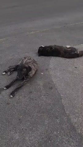 Two dogs are lying on an asphalt surface. The dog in the foreground is brindle-colored and appears to be looking at the camera. The second dog, mostly black, is lying down in the background. The environment appears to be an outdoor, possibly urban, setting due to the asphalt.