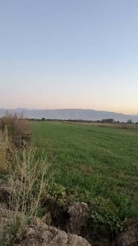 A vertical video shows a landscape at dawn or dusk. The foreground is a field of green grass with some dry brush in the lower left corner. In the middle ground, there is a strip of brown grass and then a line of trees. In the background, hazy mountains are visible under a pale sky. There are no people or animals visible in the frame.