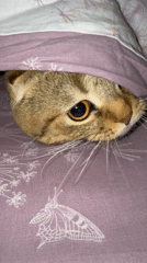 Tabby cat photographed hiding under purple floral blanket