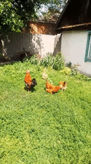 Farmyard morning in Ustyvytsia with chickens, cats, and flowers