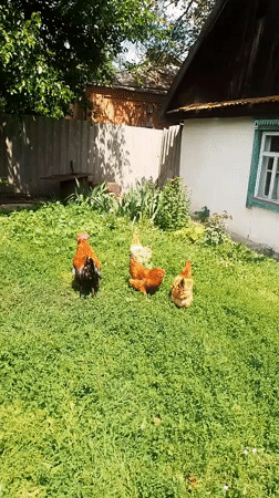 Farmyard morning in Ustyvytsia with chickens, cats, and flowers