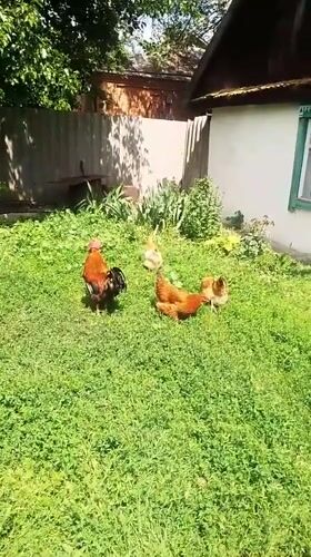 Farmyard morning in Ustyvytsia with chickens, cats, and flowers