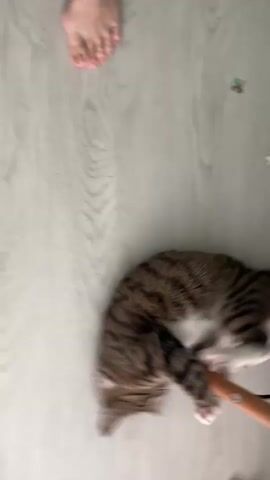 A tabby cat is lying on a light-colored wooden floor, curled into a ball and playing with a thin wooden stick. The cat has stripes and white paws. Its body is blurred due to its movement. A person's foot with visible toes is in the upper left corner of the frame. Several small, scattered puzzle pieces are visible on the floor around the cat. The scene appears to be indoors.