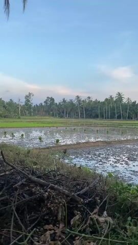 The video shows a flooded rice paddy field in a tropical area. The sky is blue with some light clouds. In the background, there are several tall coconut trees. In the foreground, there's a small bush or shrub with some broken branches and debris. The field is muddy and filled with water.