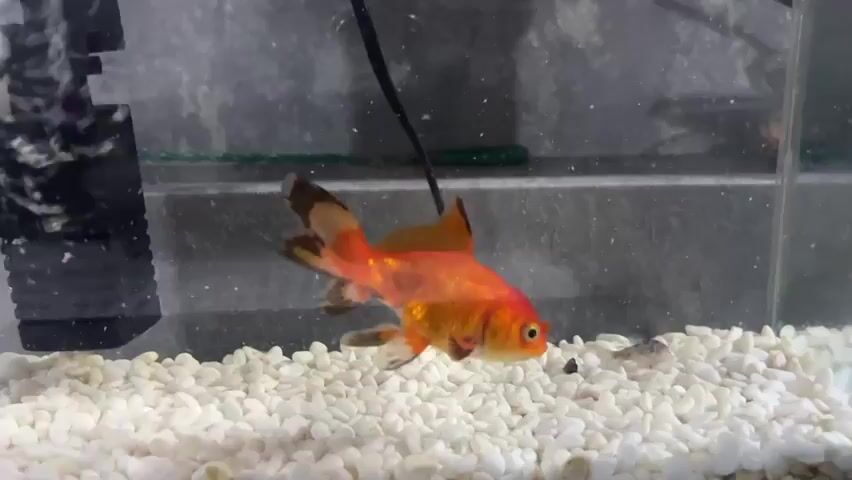 A single goldfish swims in a clear glass aquarium. The fish is orange with black markings on its tail and fins. The aquarium is filled with small, white pebbles at the bottom. To the left of the fish, a black filter box is partially visible. A black cable hangs from the top of the aquarium, disappearing behind the filter. The background of the aquarium is a gray, textured surface.
