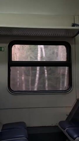 A short, medium shot shows a dirty rectangular window within a moving train. The interior walls are off-white, with a dark blue bench seat partially visible in the lower left and a single-seat next to the window on the lower right. Above the window is a meshed storage rack. Outside the window, blurred by the motion, is a dense forest of tall, thin, straight trees. The overall lighting is dim.