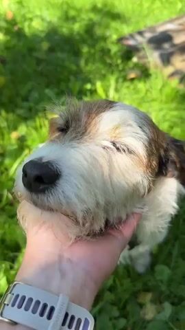 A close-up shot shows a person's hand gently stroking the face of a small dog with white and brown fur. The dog's eyes are closed, and its head is tilted back slightly. The background is a blurred green grassy area with sunlight filtering through trees. The person is wearing a white smartwatch on their wrist. The dog appears to be enjoying the petting.