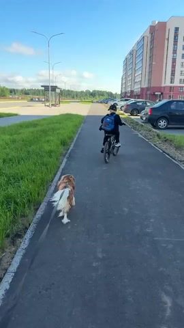 A child wearing a black baseball cap and a blue backpack rides a bicycle down a paved path. Beside the child, a dog with brown and white fur walks on a leash. The path runs alongside a grassy area on the left and a row of parked cars and a multi-story building on the right. The sky is blue with scattered clouds. The scene appears to be in a suburban or urban residential area.