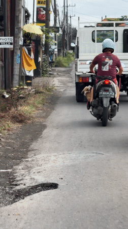 Morning life captured in Kediri: scooter rider, dog, countryside