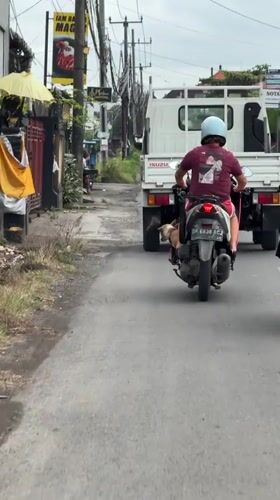 Morning life captured in Kediri: scooter rider, dog, countryside
