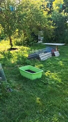 The video captures a sun-drenched rural scene in Akhmetovskaya, Russia. The camera pans across a garden area adjacent to a rustic white-washed building. In the foreground, a bright green plastic planter filled with dark soil sits on a patch of lush green grass. Beyond the planter, a low structure is visible, partially covered with corrugated roofing and what appears to be a wire cage, suggesting it might be a coop or shelter for small animals.

The building itself is weathered, with a wooden roof and a white facade that shows some signs of age and wear. A window with a bright green frame is visible, and a faded, light-colored cloth hangs over another opening, possibly a door or a different window. The wall of the building is adorned with folk-art style paintings, featuring a stylized tree with a round opening in its trunk and a drooping willow-like branch with an eye motif. A child's handprint is also visible on the wall.

The background is dominated by a large, leafy tree casting dappled shadows on the grass, indicating a warm, sunny day, likely in the late afternoon or early morning due to the long shadows and the angle of the sunbeams. The overall atmosphere is peaceful and evokes a sense of simple, rural life. There is no discernible activity taking place in the scene; it appears to be a static view of the environment. No text is visible in the video.