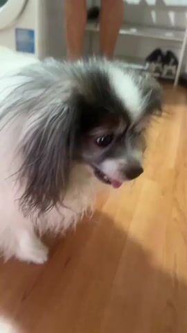 A small dog with long white and gray fur is standing on a wooden floor. The dog is facing away from the camera and then turns its head to look at the camera. In the background, there is a white washing machine, a shoe rack with shoes, and a person's legs. The dog appears to be moving around the room.